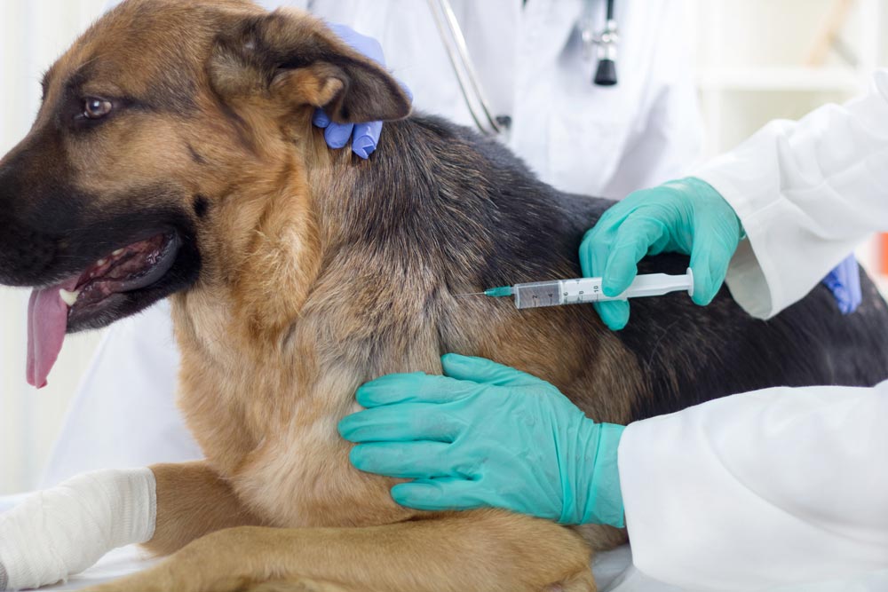 Vaccinations | Veterinarian in Sherwood, AR | North Hills Animal Hospital